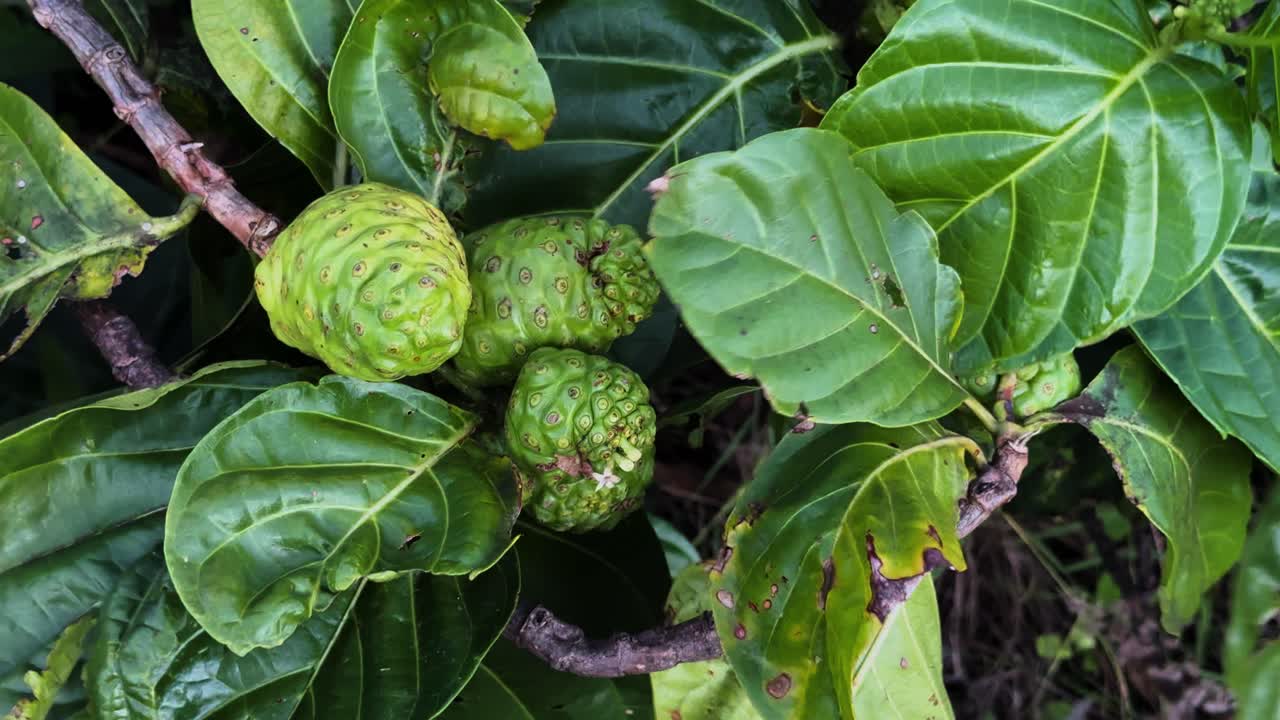 Frutto di Noni fresco alle Hawaii, che mette in mostra la bellezza naturale e la vitalità