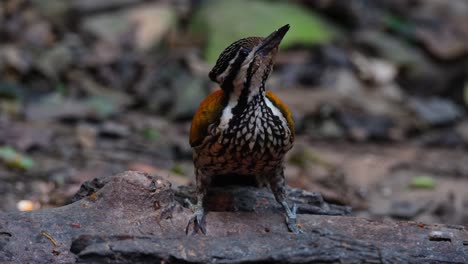 Seen looking up and then stoops down to eat as a bird runs at the background, Common Flameback Dinopium javanense, Female, Thailand