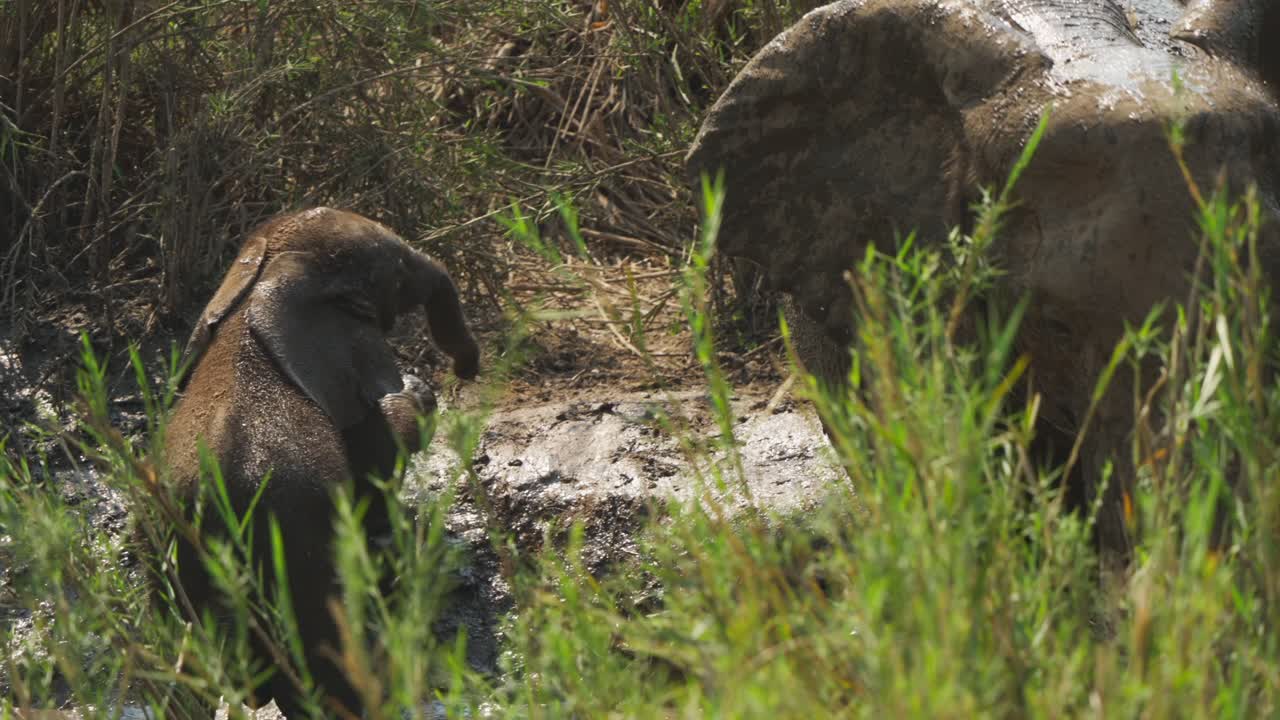 Una madre elefante africano (Loxodonta africana) e il suo cucciolo coperto di fango condividono un momento tenero presso una pozza d'acqua fangosa. Slow motion, Parco Nazionale Kruger, Sudafrica.