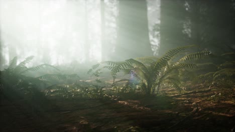 Morning-with-Fog-in-Sequoia-National-Park