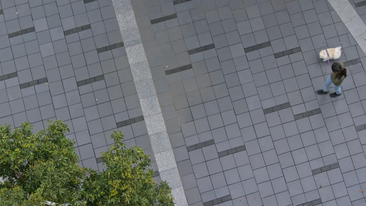 거리에서 여자와 개의  뷰