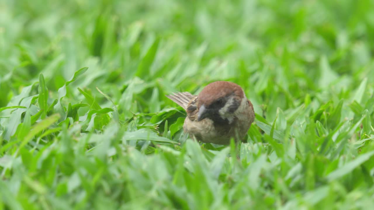 Eurasian Tree Sparrow (Passer montanus) Bird Forages On Grasses. Close-up Shot