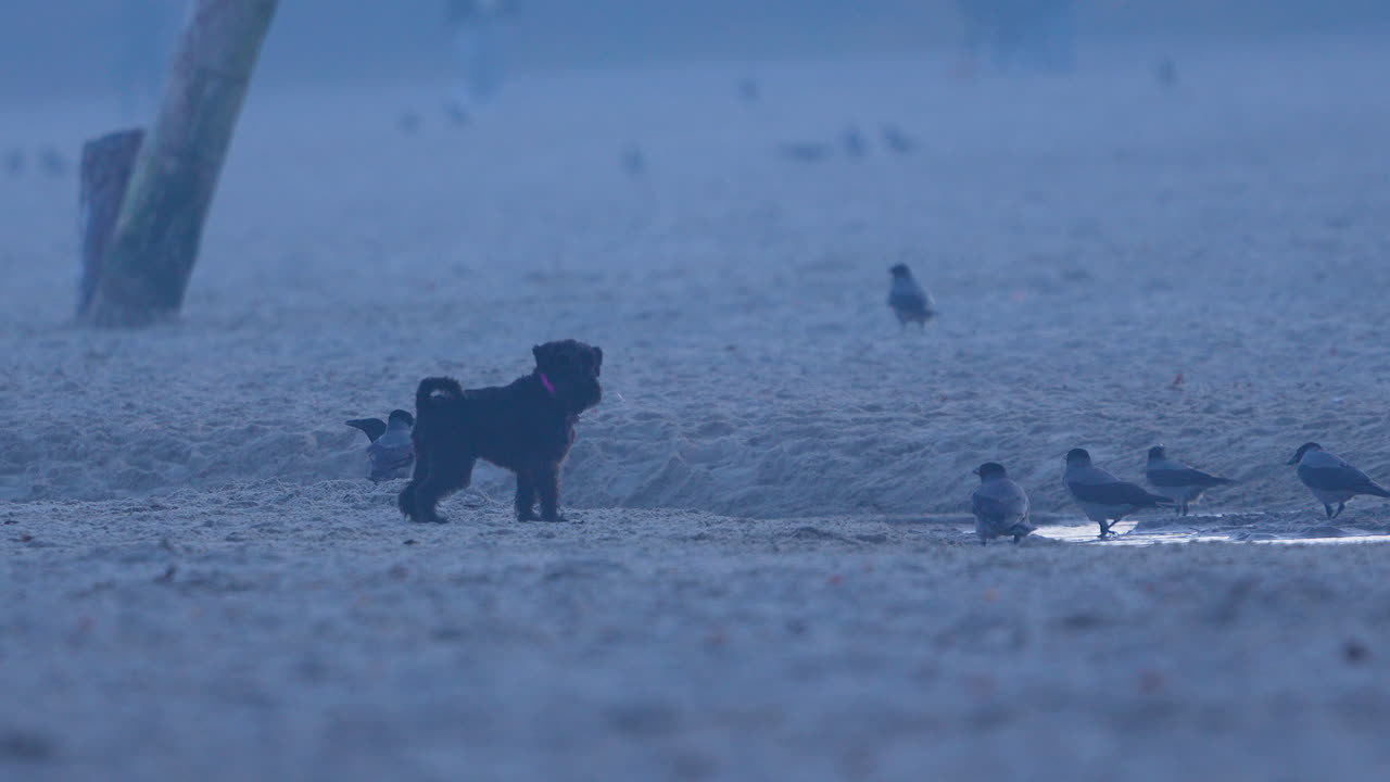 A playful dog interacts with birds on the sandy shores of Orlowo Beach in