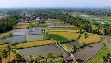 Dron-Volando-Sobre-Campos-De-Arroz-En-La-Aldea-De-Parimono,-Muntilan-En-Indonesia