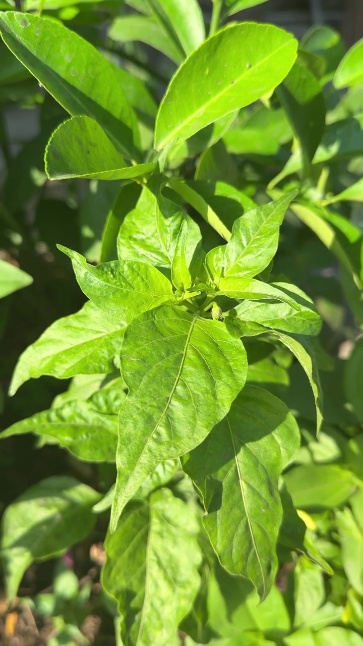 Primo piano di foglie verdi vibranti di pianta di peperoncino