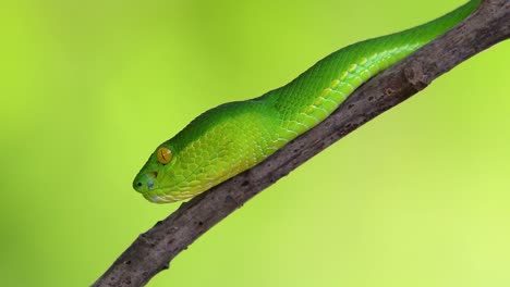 la víbora de labios blancos es una víbora venenosa endémica del sudeste asiático y a menudo se encuentra durante la noche esperando en una rama o rama de un árbol cerca de un cuerpo de agua con muchos alimentos