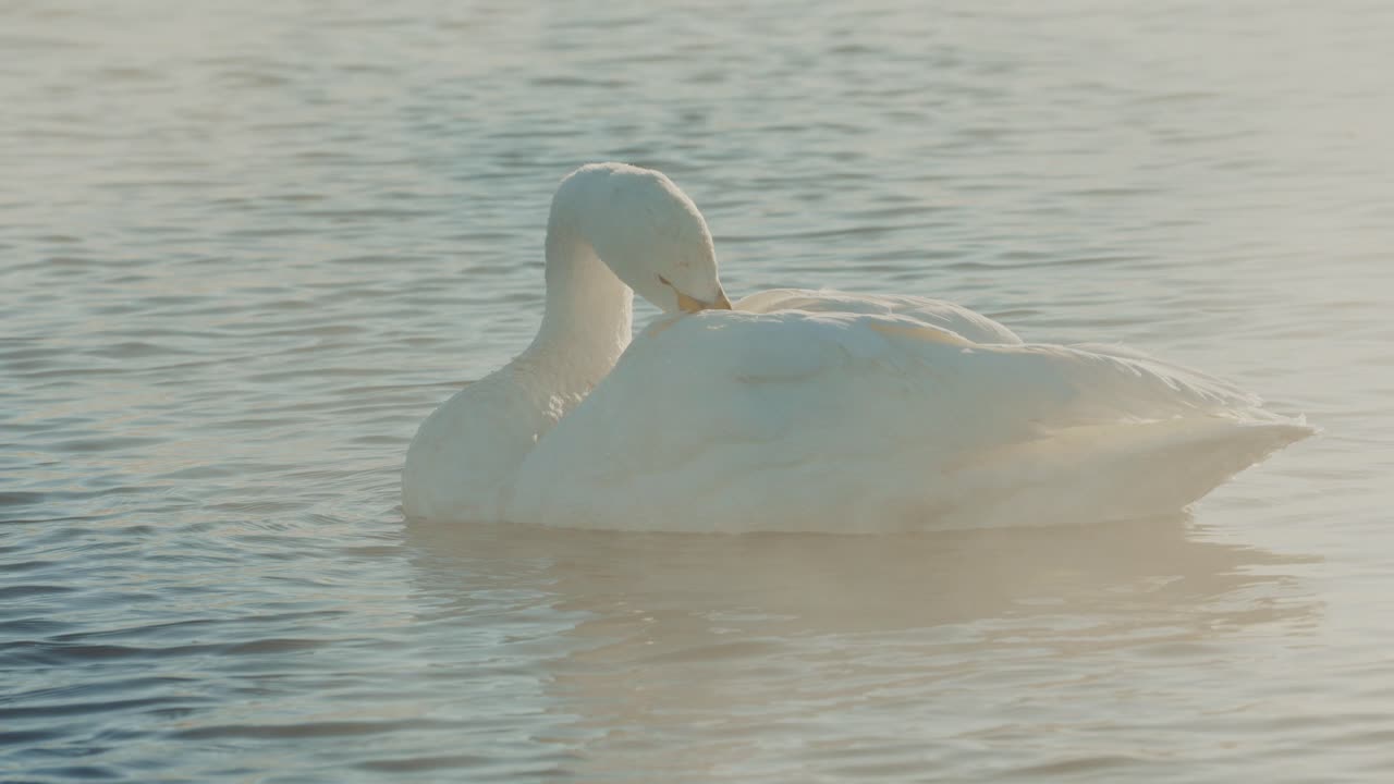 Swan Preening on a Misty Lake