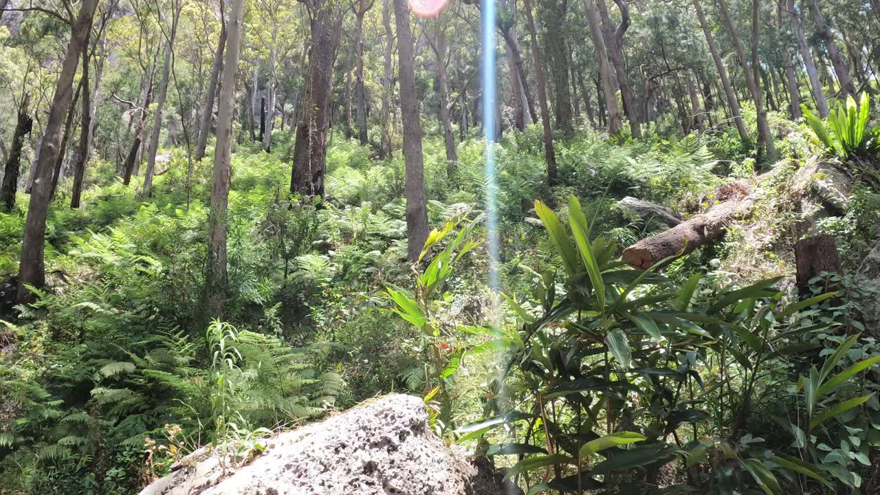 빛 은 울창 한 숲 의 나무 를 통해 필터링 된다