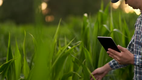 Nahaufnahme-Einer-Männlichen-Hand,-Die-Ein-Blatt-Berührt.-Ein-älterer-Landwirt-Hält-Auf-Einem-Maisfeld-Einen-Laptop-Und-übernimmt-Die-Kontrolle-über-Den-Ertrag