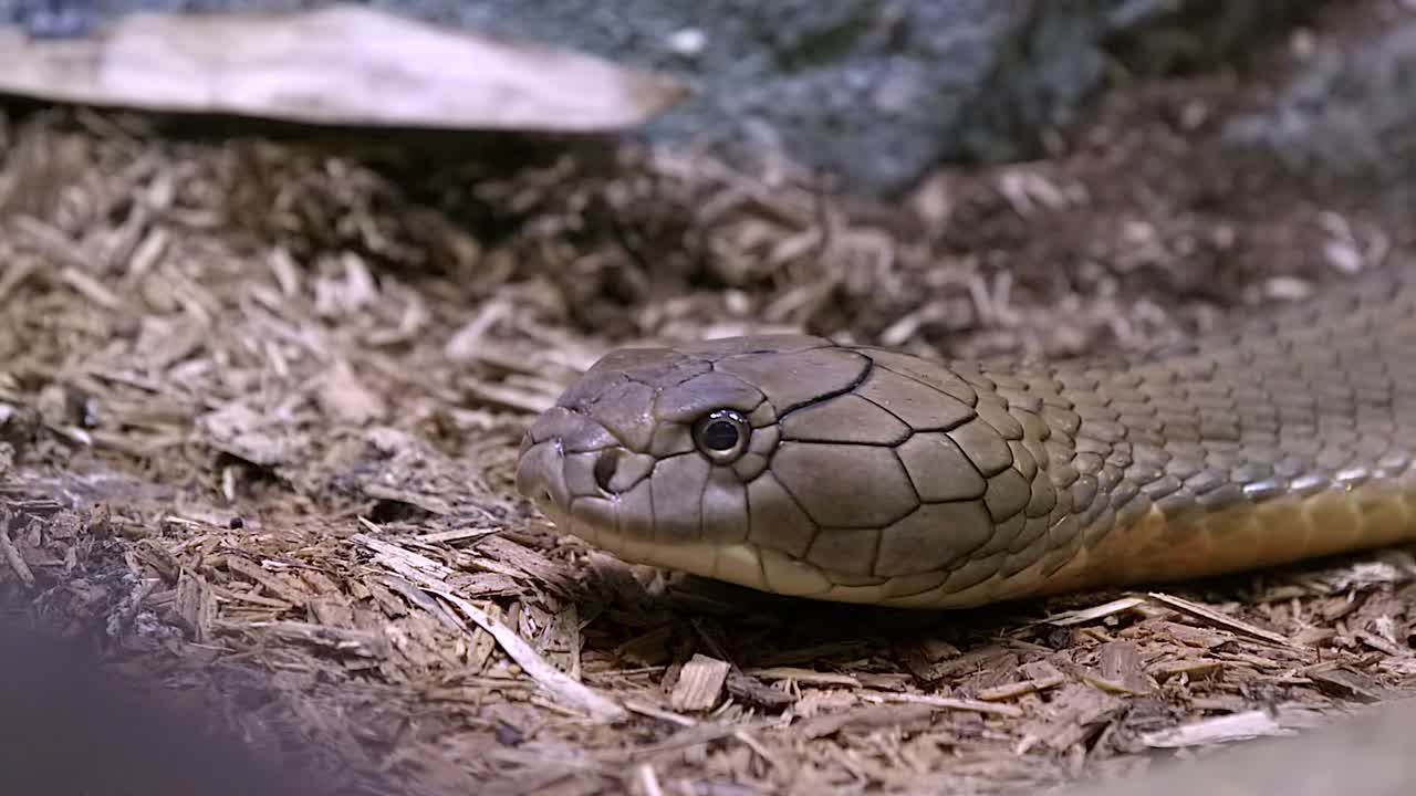 King Cobra  sliding on the ground, pan shot