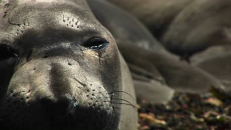 Primer-Plano-De-La-Cara-De-Una-Foca-Adormilada