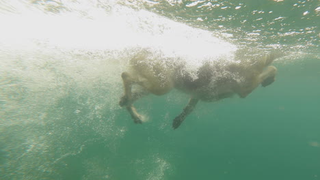 Funny-dog-dives,-in-the-water-of-Montana-lake