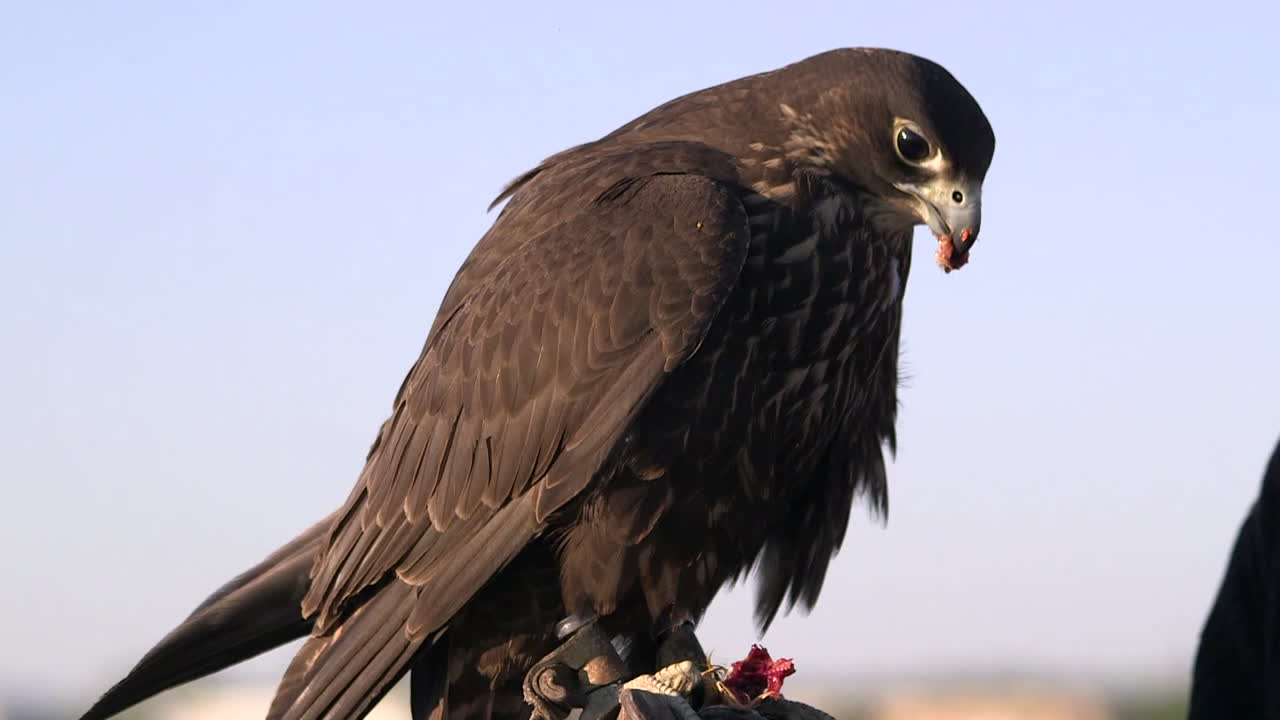 ave depredadora salvaje mantenida en cautiverio por humanos, utilizada para la caza, la cetrería
