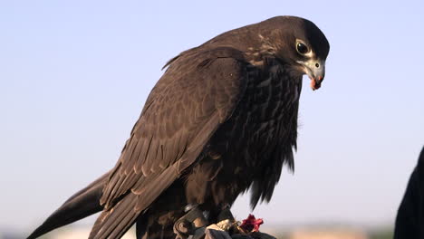 Wild-predatory-bird-held-in-captivity-by-humans,-used-for-hunting,-falconry