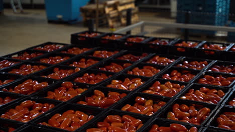 plastic boxes full on fresh and tasty red tomatoes in modern factory