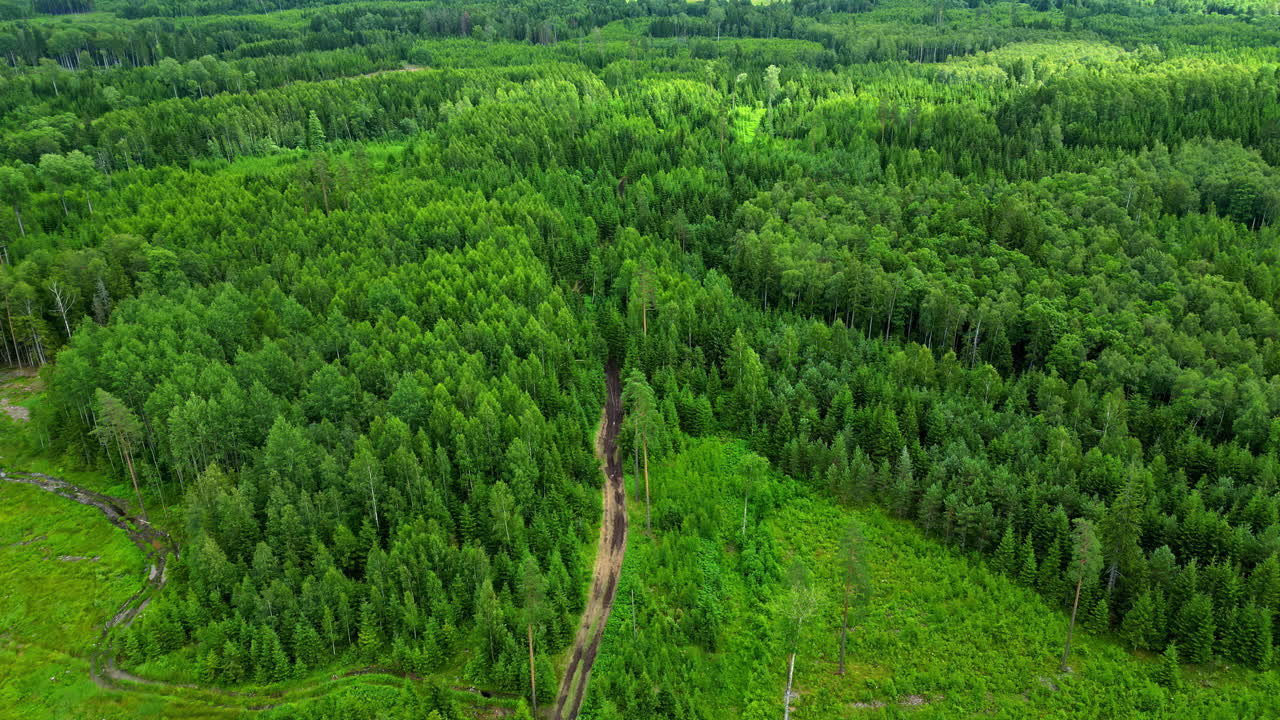 Aerial View of a Dense Green Forest with a Dirt Road