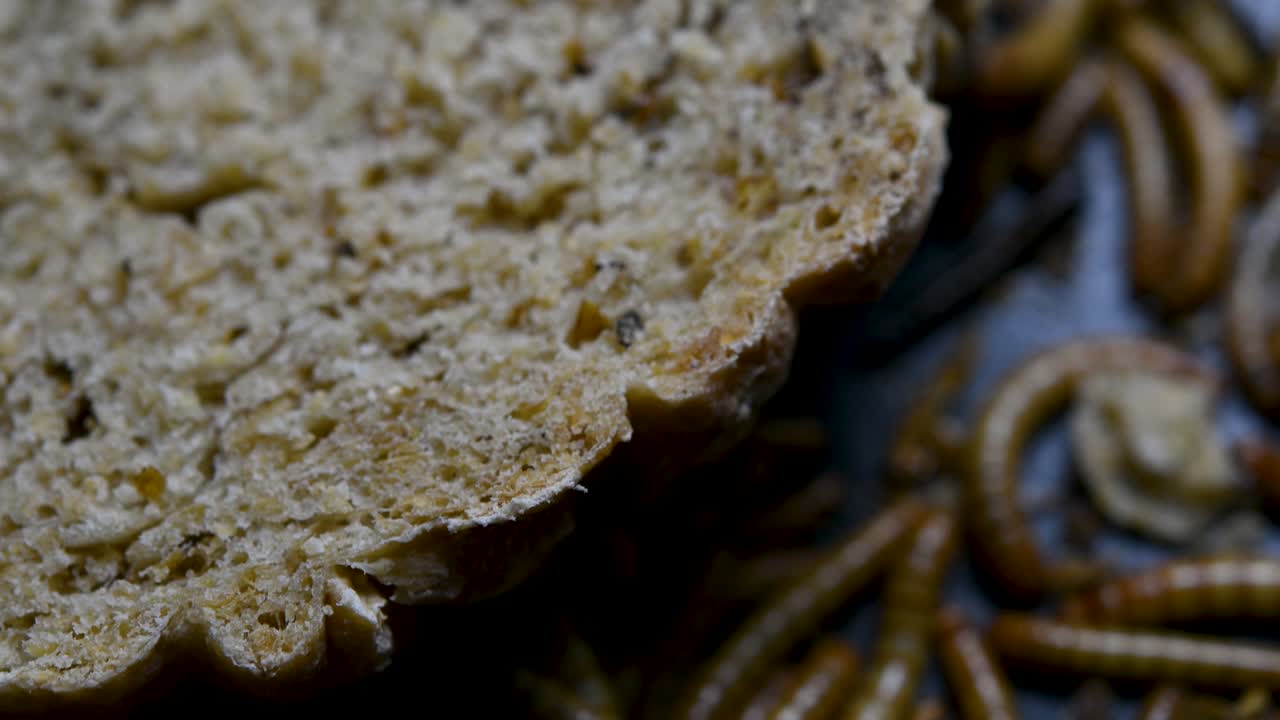 밀웜은 물고기, 뱀, 새, 개구리와 같은 애완동물에게 먹이를 주는 데 사용되는 딱정벌레의 일종입니다.