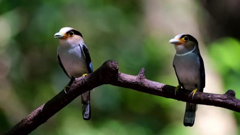 泰國凱恩格克拉<unk>國家公園 (kaeng krachan national park) 的銀胸大嘴<unk> (serilophus lunatus)