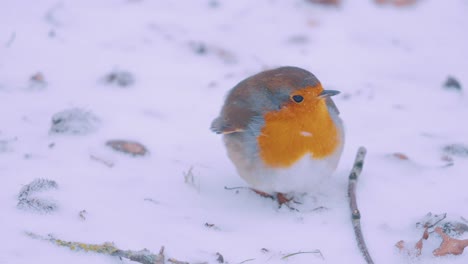 Petirrojo-Europeo-En-La-Nieve,-Parque-Nacional-Veluwe,-Países-Bajos,-Primer-Plano