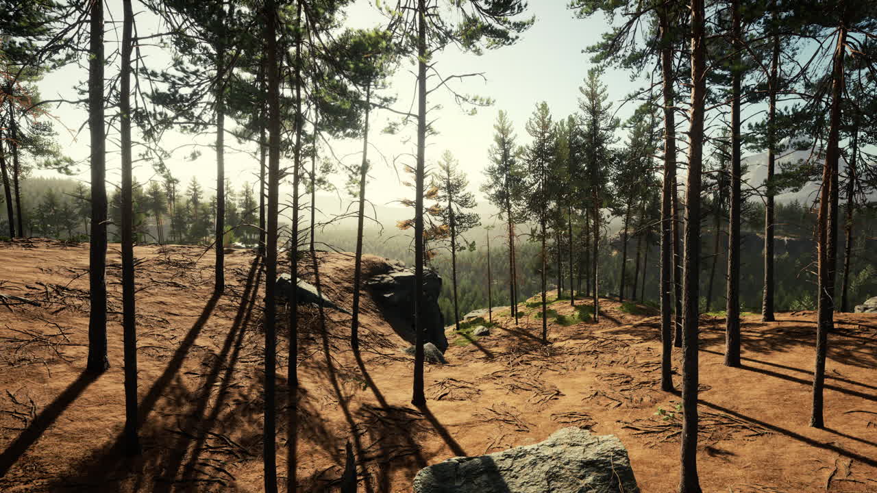 hermoso bosque perenne remoto en la montaña