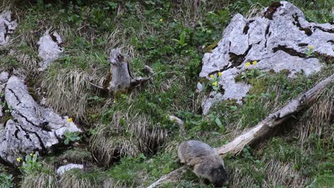 la marmota camina sobre el tronco de un árbol.