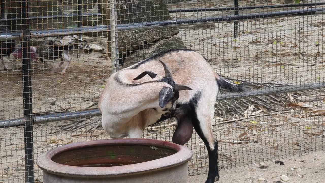 동물원 안의 염소