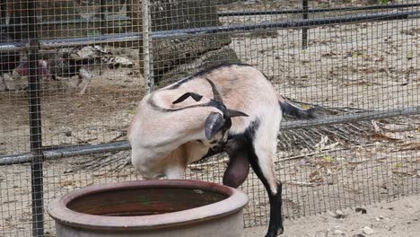 goat in a zoo enclosure