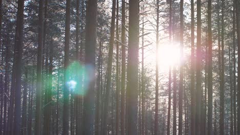 pine forest in winter