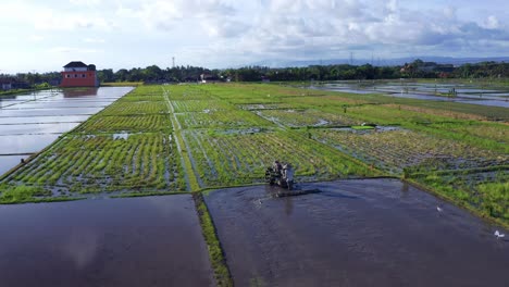 farmer plowing muddy wet rice paddy field with tilling tractor in bali, indonesia