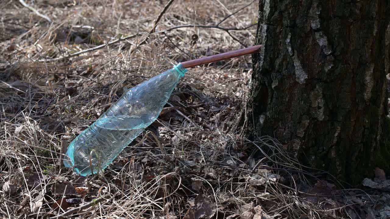 자작나무 수액에서 나온 건강한 자작나무 물은 수많은 미네랄과 항산화제를 제공하는 건강한 액체를 수집하는 물병 용기에 천천히 떨어집니다.