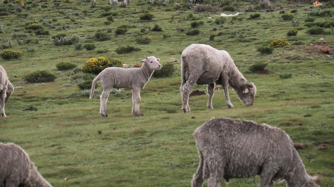 귀여운 우는 어린 양은 야생 목초지에서 풀을 뜯고 있는 양 떼 사이를 뛰어다닌다