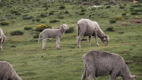 cute bleating lamb runs through sheep herd grazing in wild pasture