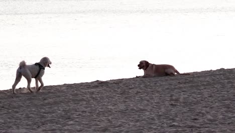 two dogs interact on a beach