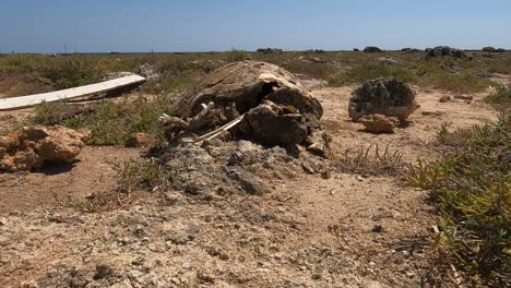 caminando hacia caretta caretta tortuga muerta podrida cadáver tumbado sobre rocas marinas