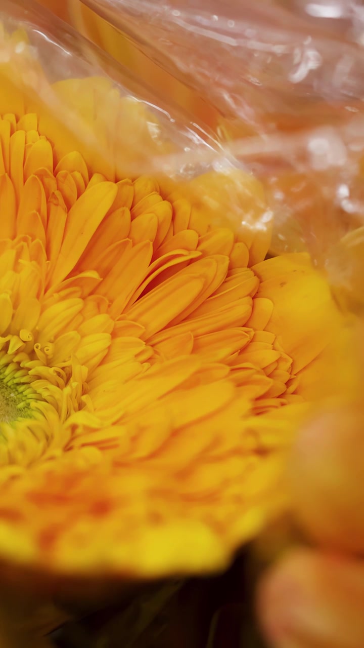 Scatto macro a mano libera di vivaci fiori di gerbera jamesonii avvolti nella plastica in un mercato.