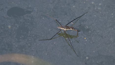 close up shot of wild water strider or water skeeter relaxing on water surface of lake