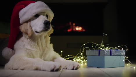 a dog in a festive cap near a box with a gift. in the background there is a fire burning in the fireplace