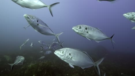 gran tiburón blanco con cicatrices de batalla carcharodon carcharias 4k primer plano de tiburón con cicatrices islas neptuno sur de australia
