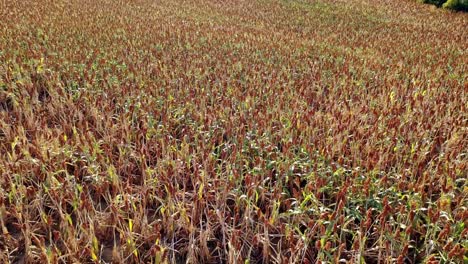 Vuelo-Vertical-En-Un-Campo-De-Grano-De-Milo-Y-El-Final-De-La-Temporada