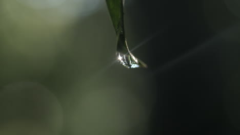 Gota-Colgando-De-La-Hoja,-Fondo-Borroso