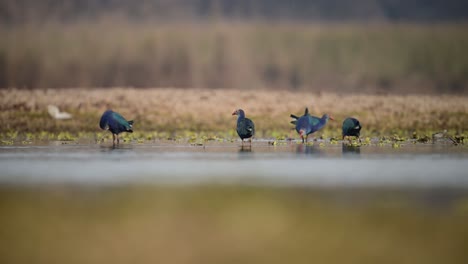 Die-Herde-Der-Graukopfhuhn-Am-Seeufer