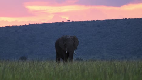 Africa-Wildlife,-African-Elephant-in-Beautiful-Orange-Pink-Sunset-in-Masai-Mara,-Kenya,-Safari-Animals-in-Dramatic-Landscape-Scenery-and-Golden-Light-in-Maasai-Mara-National-Reserve