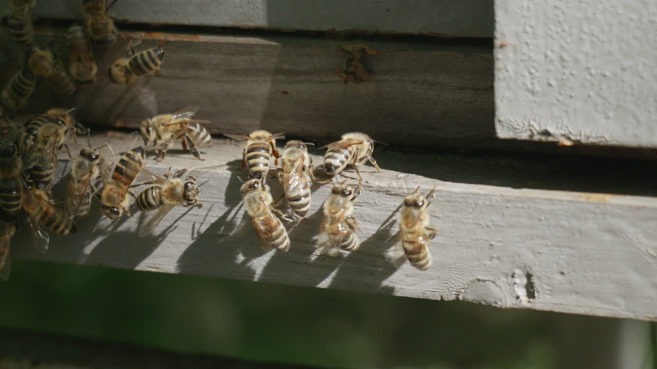 Honey bees at hive entrance on wooden surface