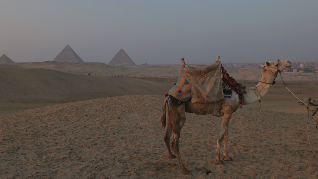 camellos de pie frente a las pirámides de giza al atardecer