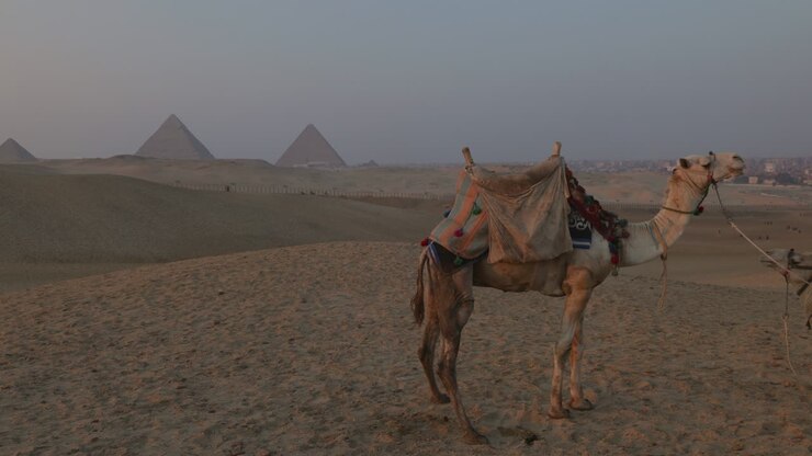 camellos de pie frente a las pirámides de giza al atardecer