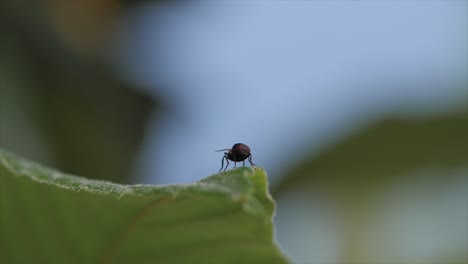 Fliege-Auf-Dem-Blattmakro-Queensland-Australien