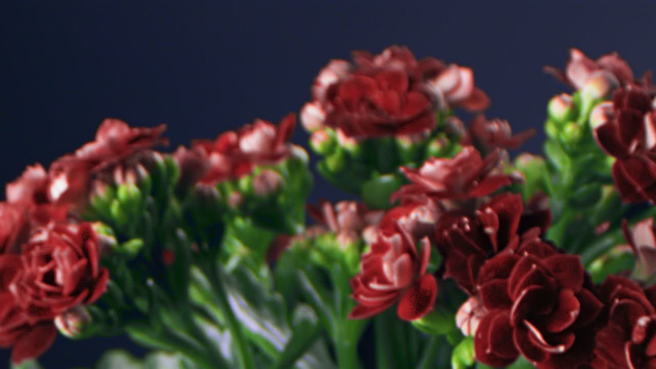 primer plano de las flores rojas