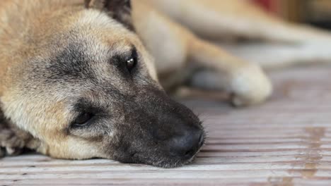 an adorable bored and sleepy pup not minding the flies - close up