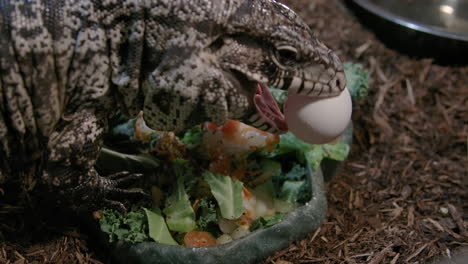 tegu en cautiverio comiendo una ensalada con huevo.