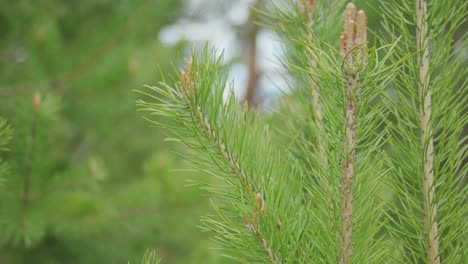 close-up of pine tree branches